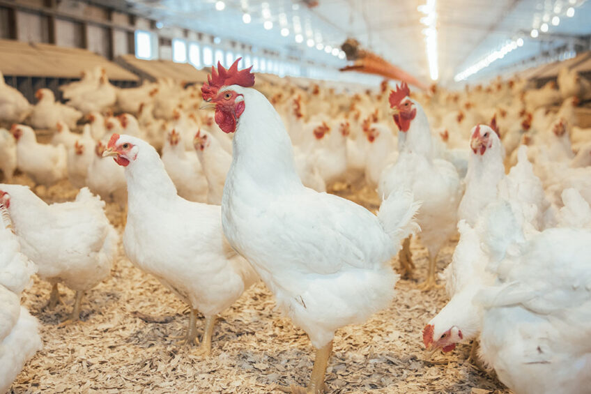 Poultry Consulting