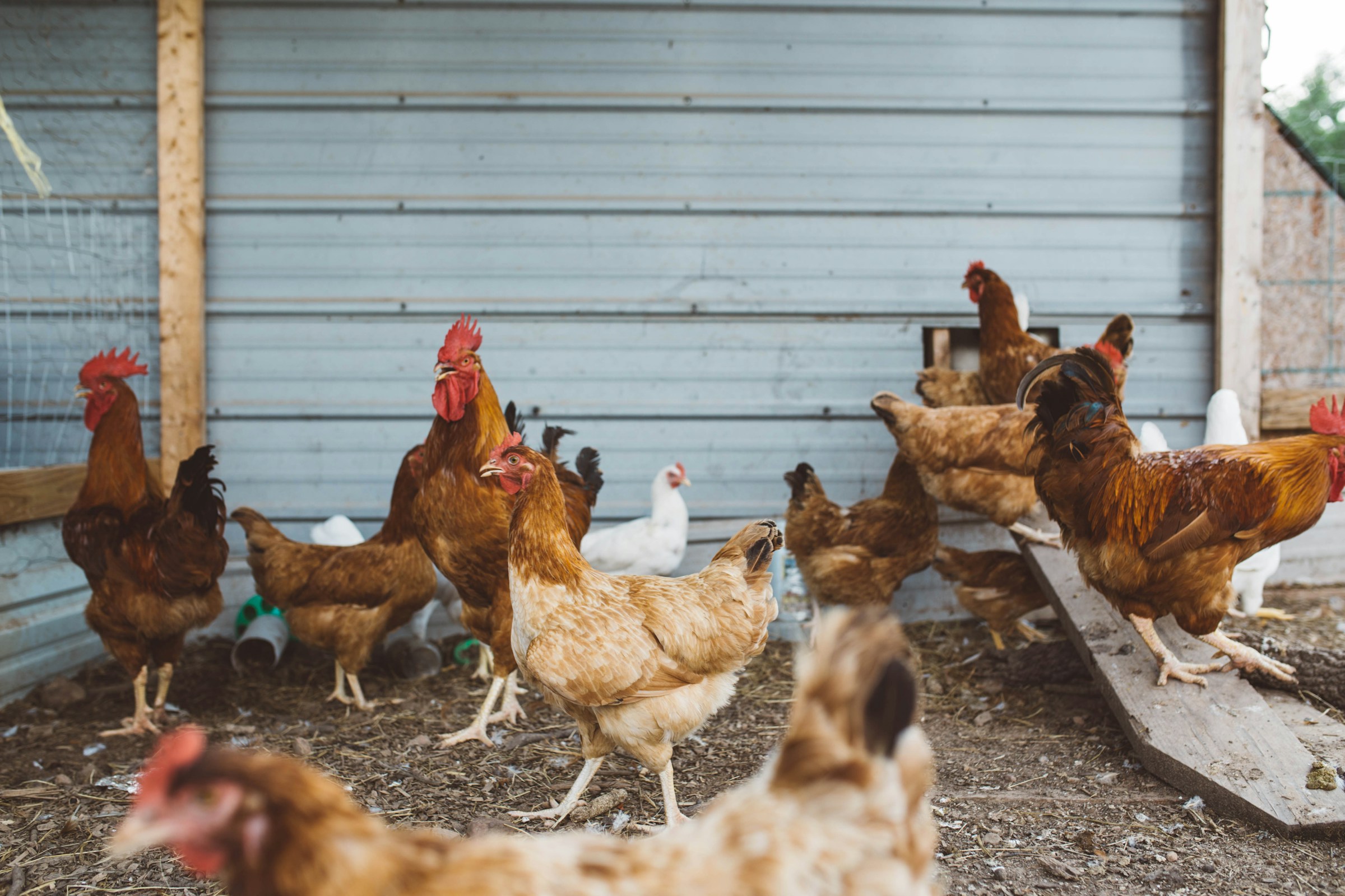 FMB Farms poultry facility