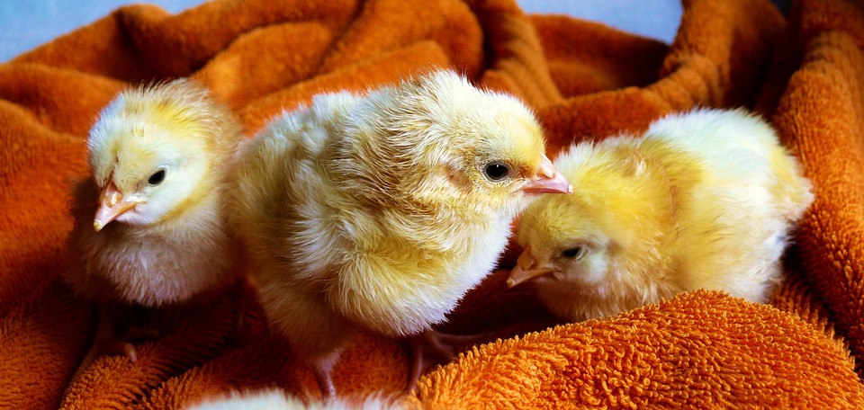 Chicken Meat
