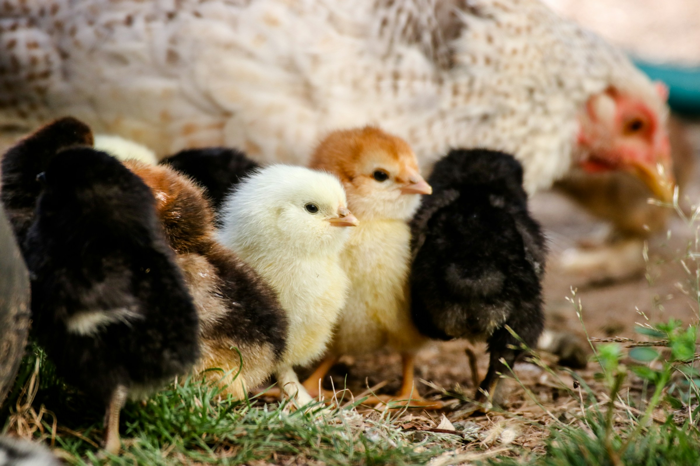 FMB Farms day-old chicks